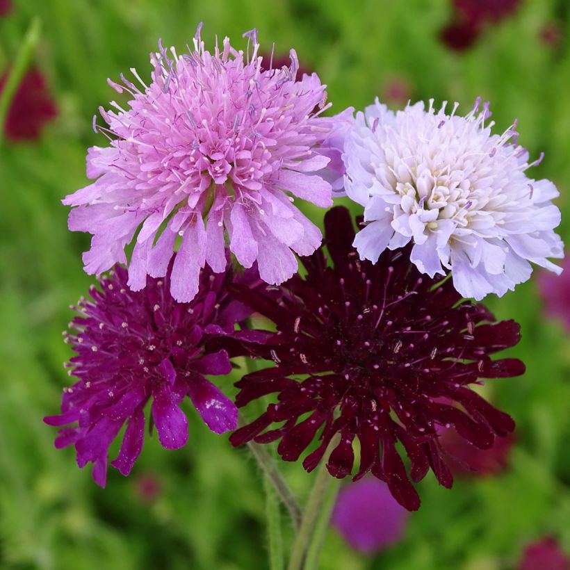 Graines de Knautia macedonica Melton Pastels - Petite Scabieuse de Macédoine (Floraison)