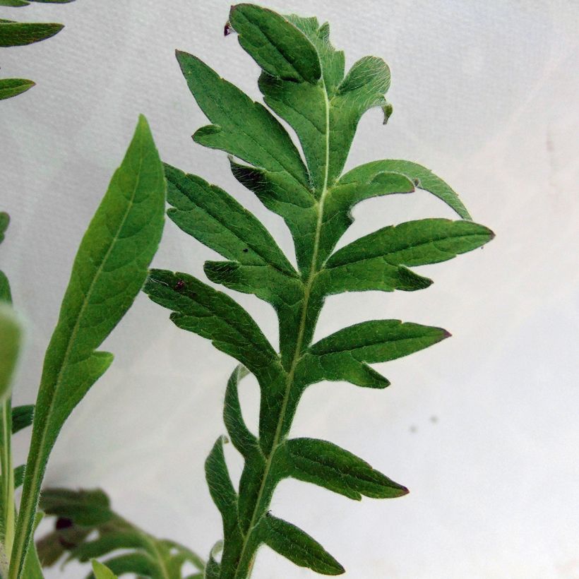 Knautia macedonica - Petite Scabieuse (Feuillage)