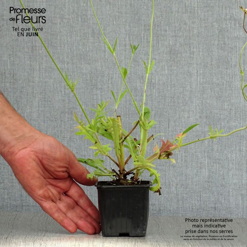 Spécimen de Knautia macedonica - Petite Scabieuse Godet de 7/8 cm tel que livré en été