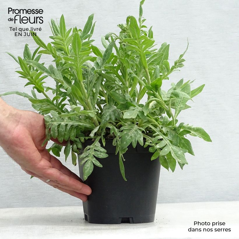 Spécimen de Knautia macedonica - Petite Scabieuse Pot de 2L/3L tel que livré en été