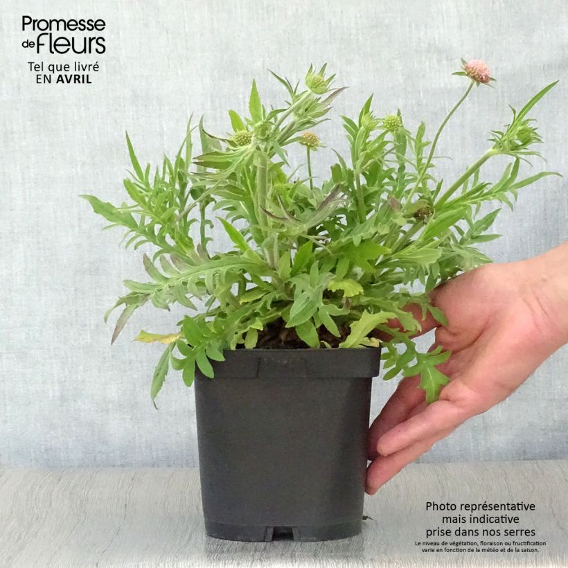 Spécimen de Knautia macedonica - Petite Scabieuse en pot de 2 litres tel que livré au printemps
