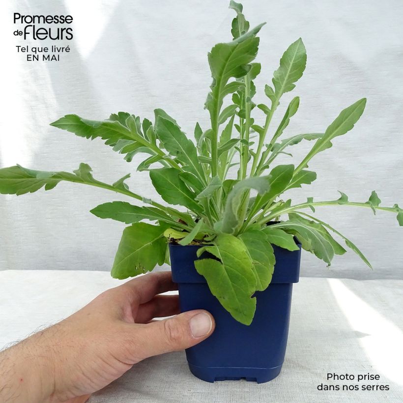 Spécimen de Knautia macedonica - Petite Scabieuse en godet de 7/8cm tel que livré au printemps