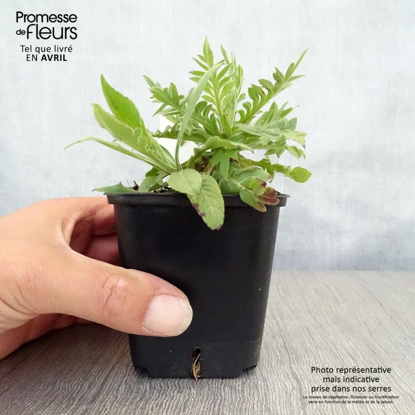 Spécimen de Knautia macedonica Red Knight - Petite scabieuse de Macédoine Red Knight Godet de 9cm tel que livré au printemps