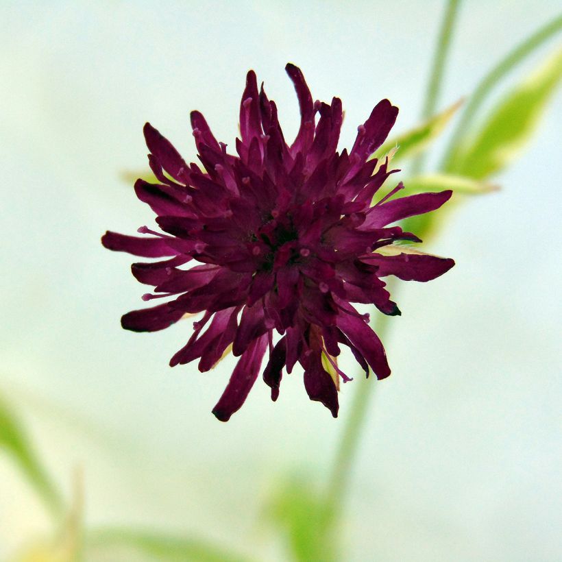 Knautia macedonica Thunder and Lightning (Floraison)