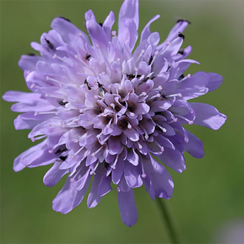 Knautia arvensis - Scabieuse des Champs (Floraison)