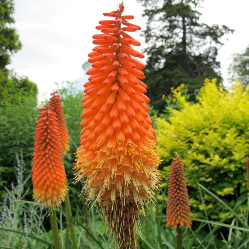 Kniphofia Alcazar - Tritoma Alcazar (Floraison)