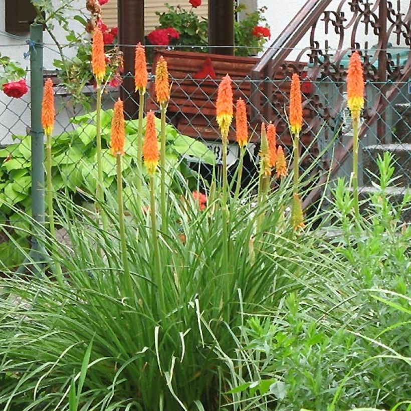 Kniphofia Alcazar - Tritoma Alcazar (Port)