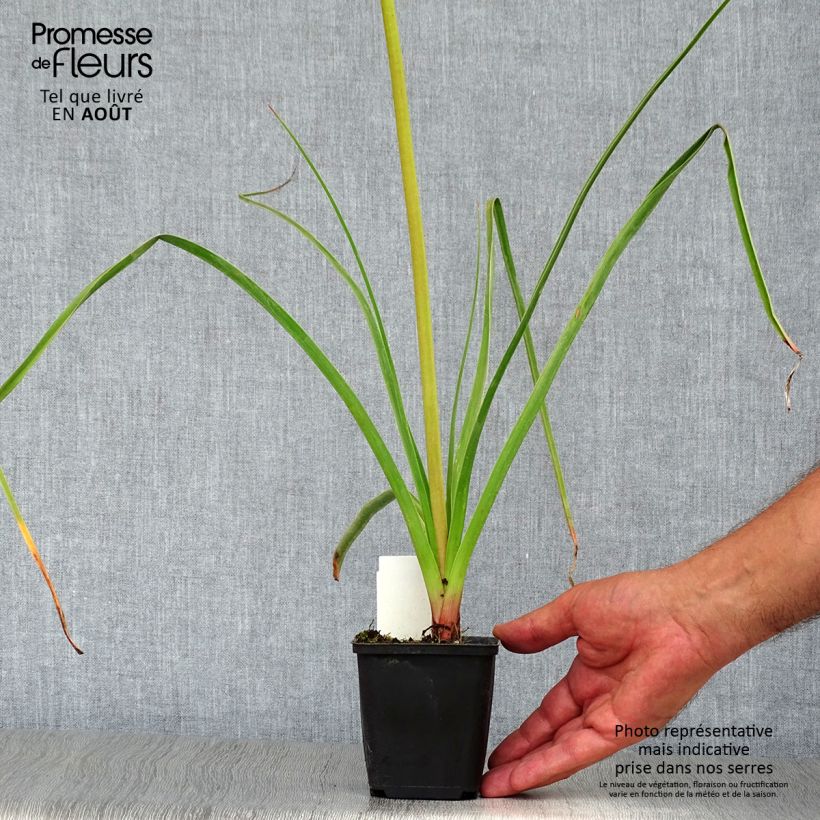 Spécimen de Kniphofia Alcazar - Tritoma Alcazar Godet de 8/9 cm tel que livré en été