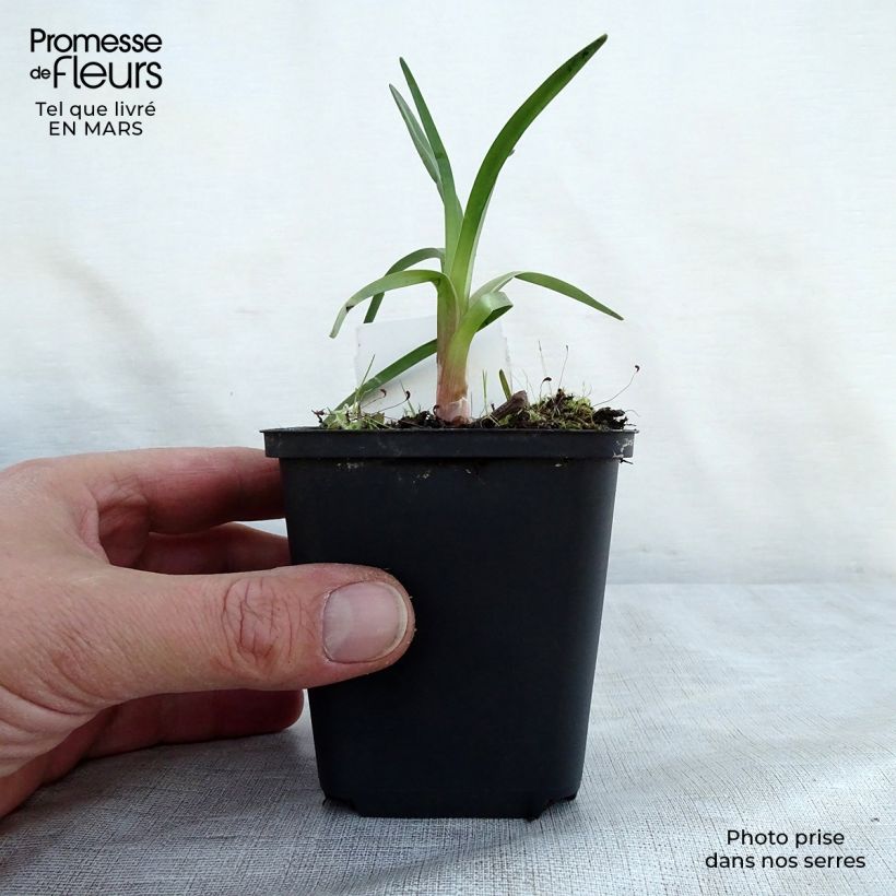 Spécimen de Kniphofia Alcazar - Tritoma Alcazar Godet de 9cm tel que livré au printemps