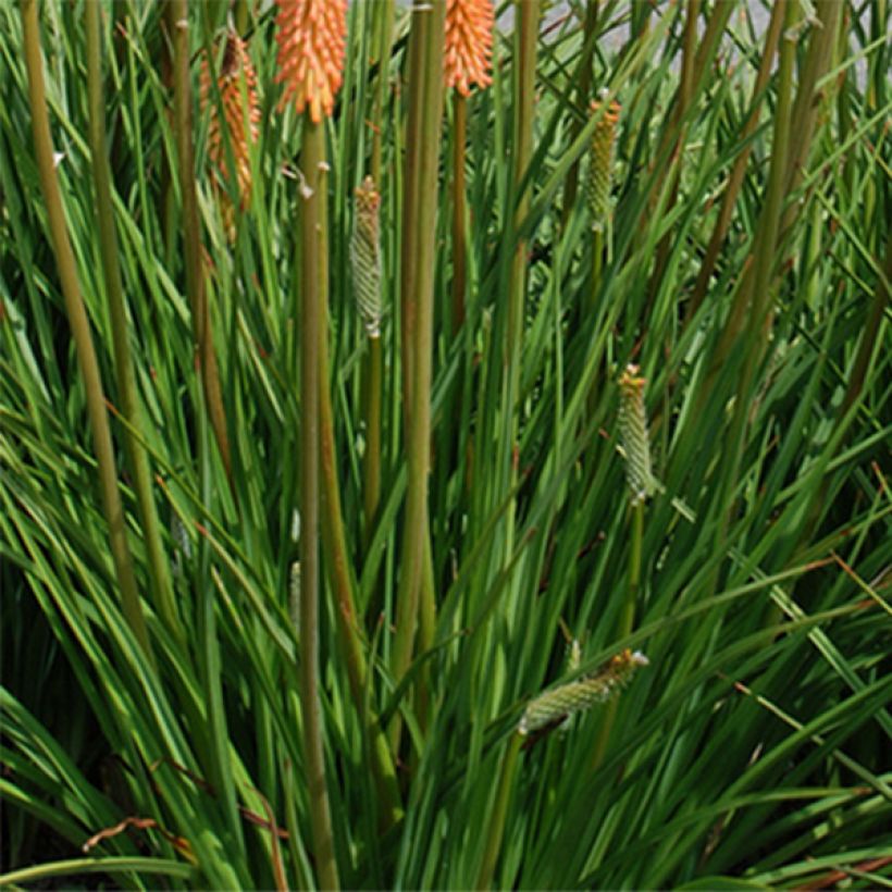 Kniphofia Cobra - Tritoma (Feuillage)