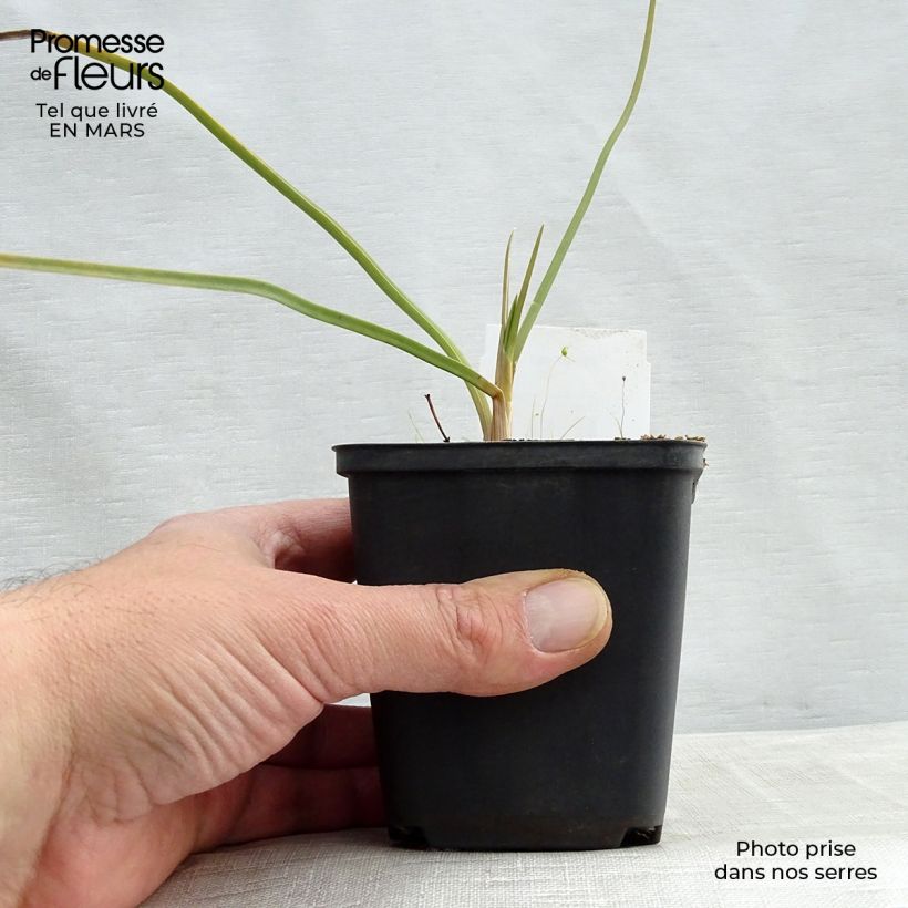 Spécimen de Kniphofia Dorset Sentry - Tritoma Godet de 9cm tel que livré au printemps