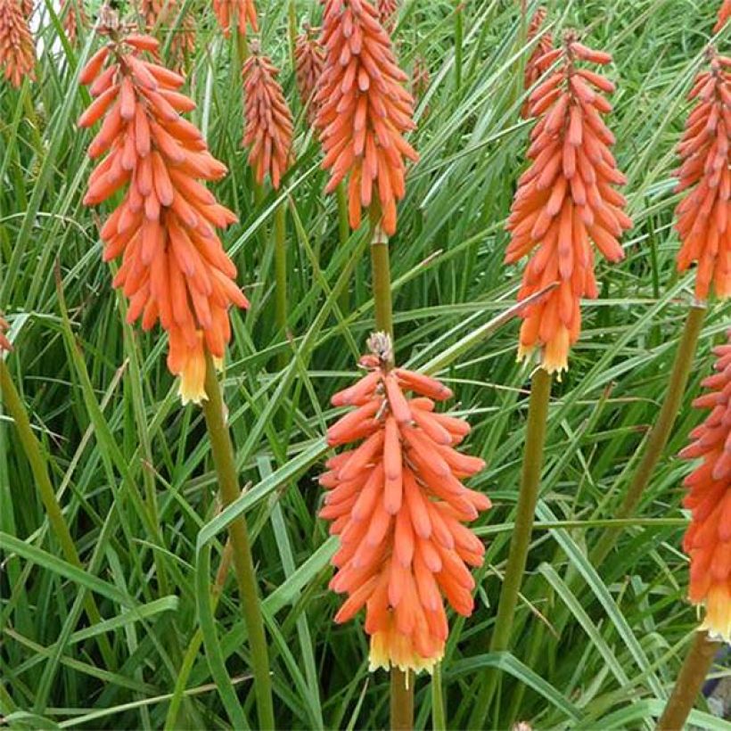 Kniphofia Elvira - Tritoma (Floraison)