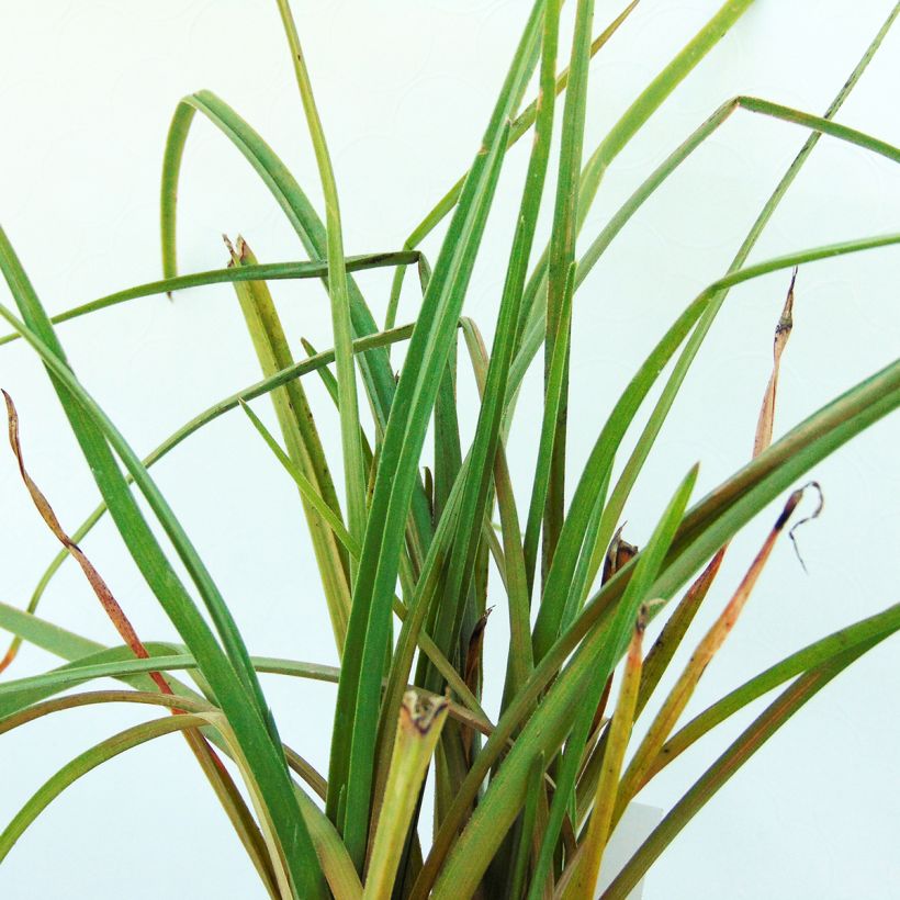 Kniphofia Elvira - Tritoma (Feuillage)