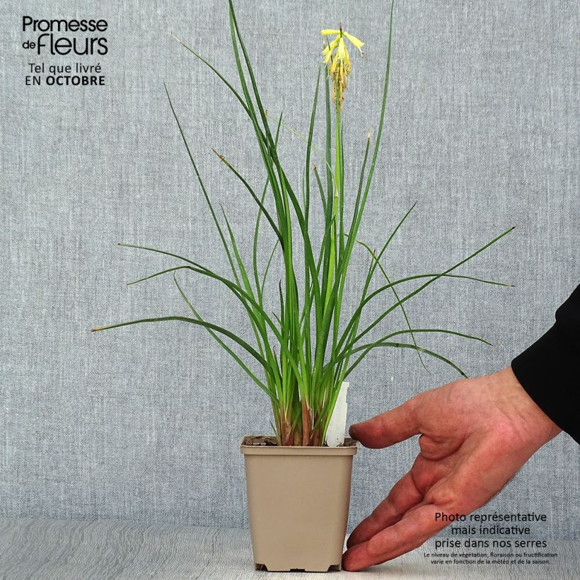Spécimen de Kniphofia Elvira - Tritoma Godet de 8/9 cm tel que livré en automne