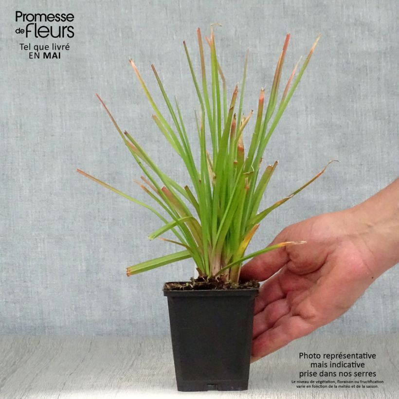 Spécimen de Kniphofia Flamenco Godet de 9cm tel que livré au printemps