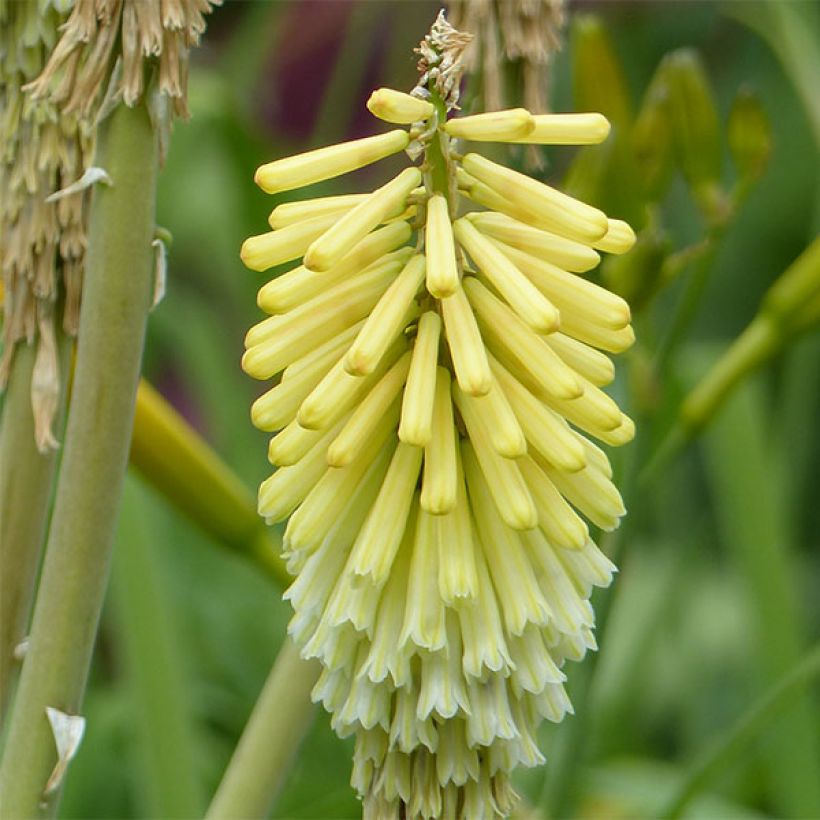 Kniphofia Green Jade - Tritoma vert pomme et crème (Floraison)