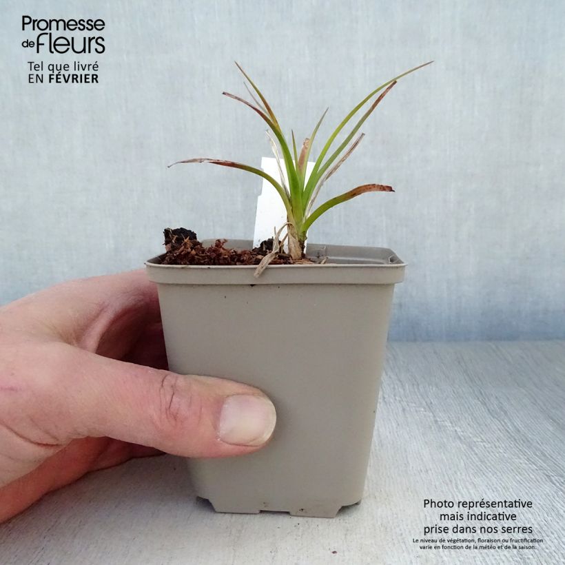 Spécimen de Kniphofia Green Jade - Tritoma vert pomme et crème Godet de 9cm tel que livré en hiver