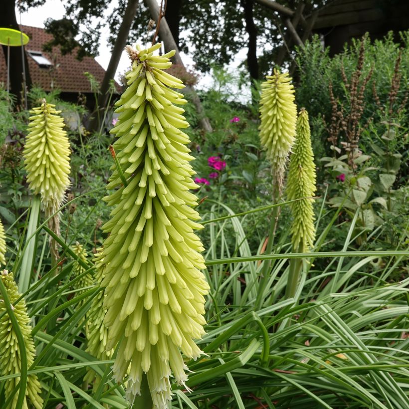 Kniphofia Green Jade - Tritoma vert pomme et crème (Port)