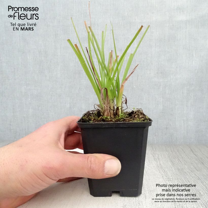 Spécimen de Kniphofia Ice Queen Godet de 9cm tel que livré au printemps