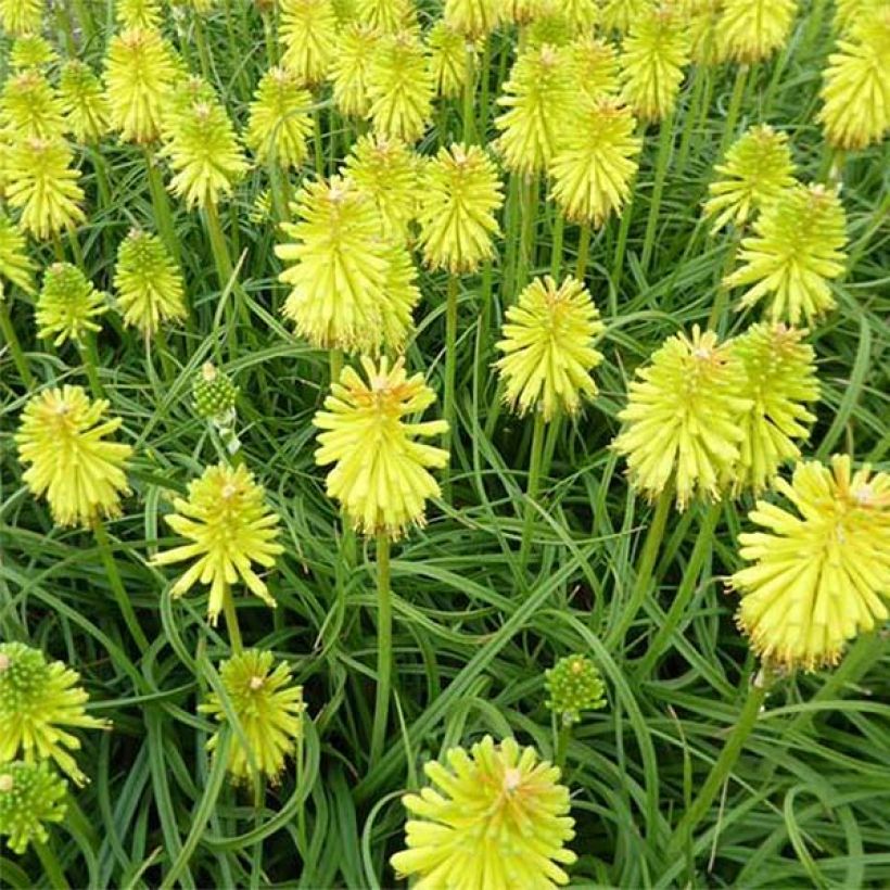 Kniphofia Limelight - Tritoma (Floraison)