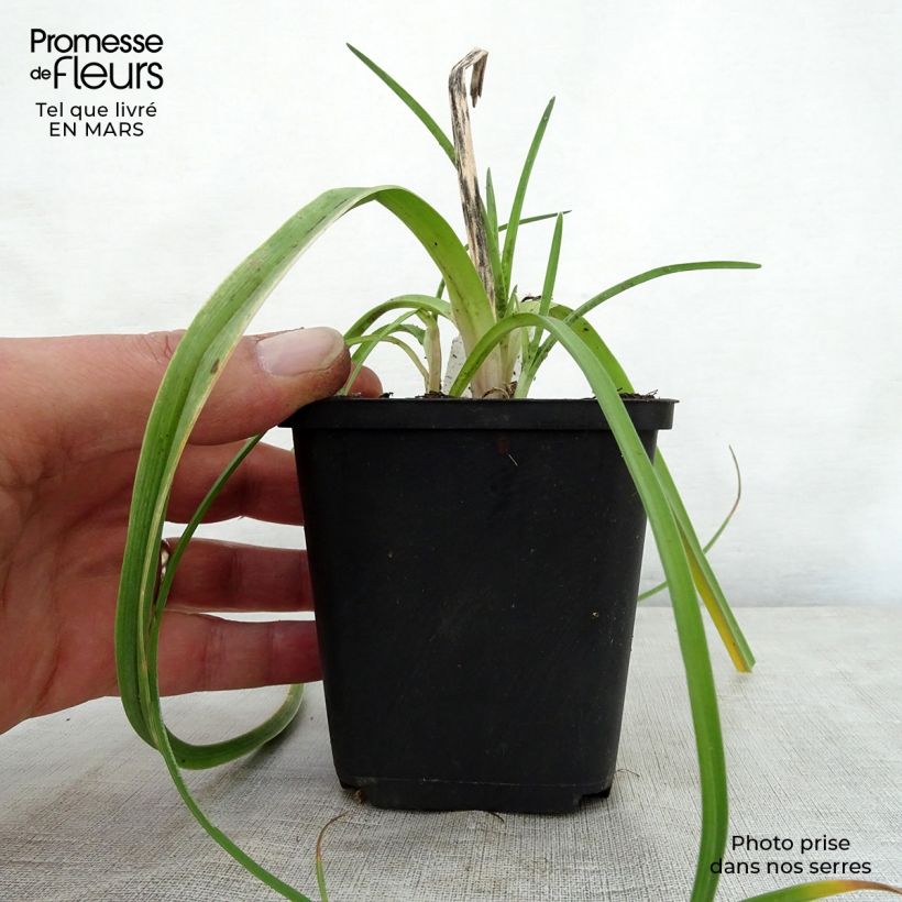 Spécimen de Kniphofia Limelight - Tritoma Godet de 9cm tel que livré au printemps