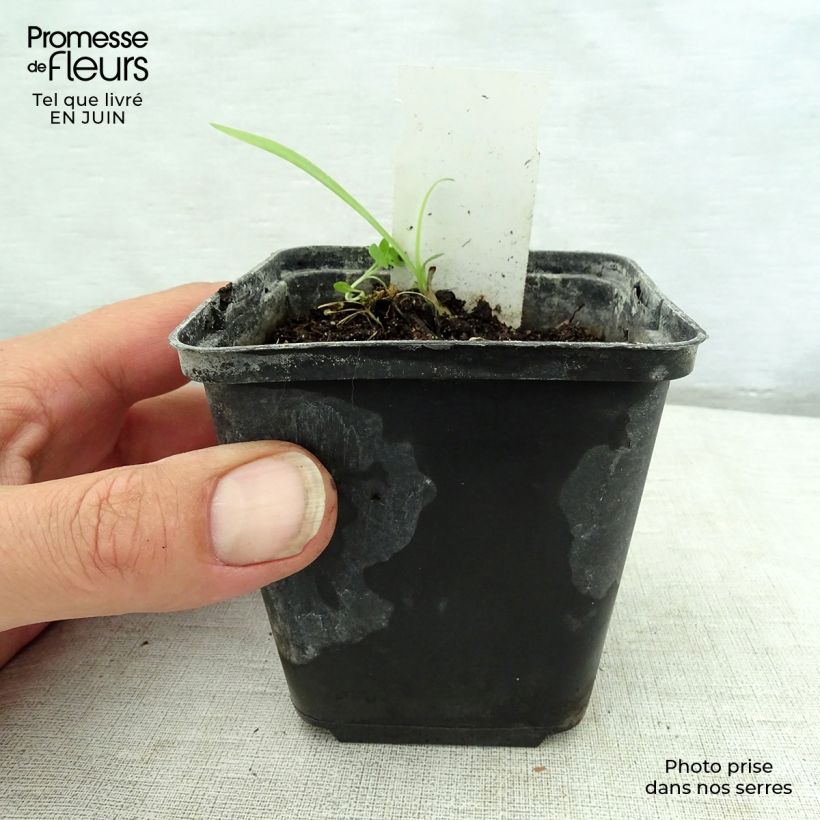 Spécimen de Kniphofia Limelight - Tritoma Godet de 8/9 cm tel que livré en été