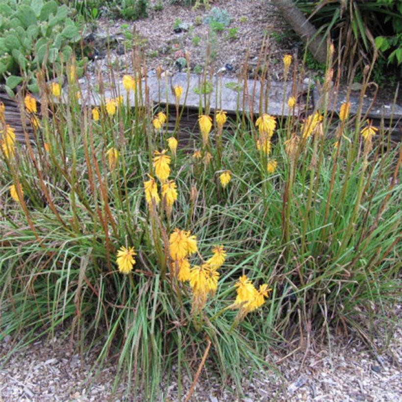 Kniphofia Minister Verschuur - Tritoma jaune soufre (Floraison)