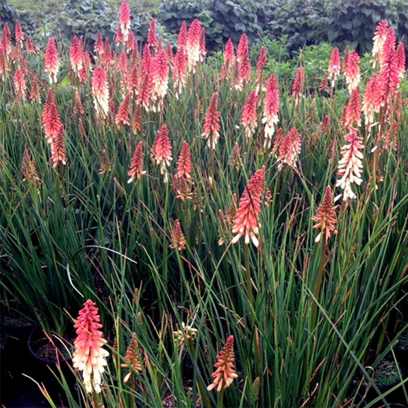 Tritoma - Kniphofia Orange Vanilla Popsicle (Floraison)