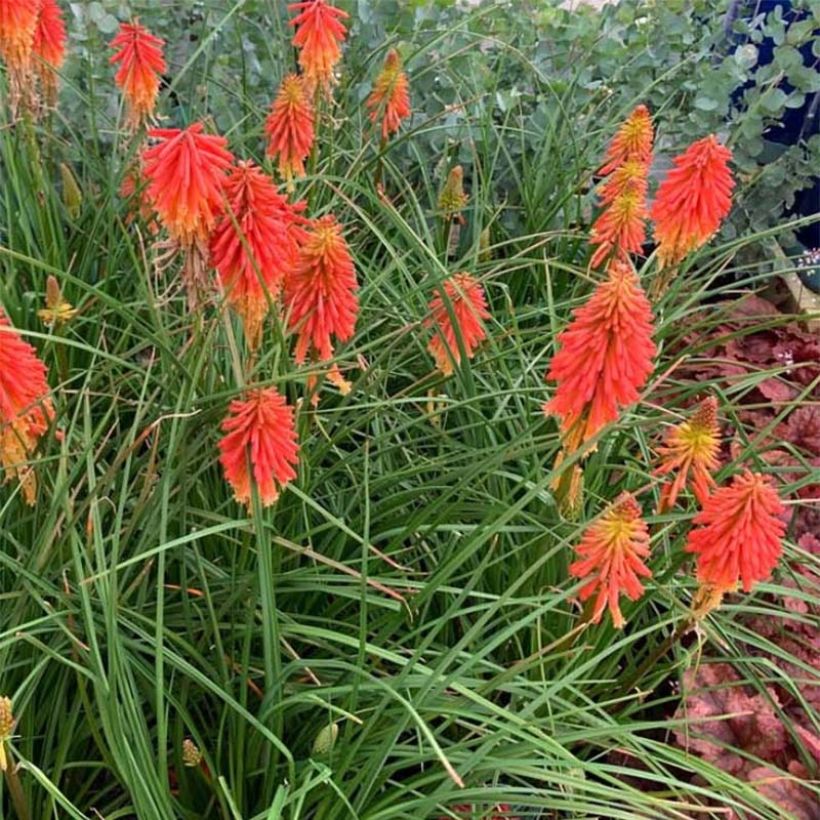 Tritoma - Kniphofia Papaya Popsicle (Port)