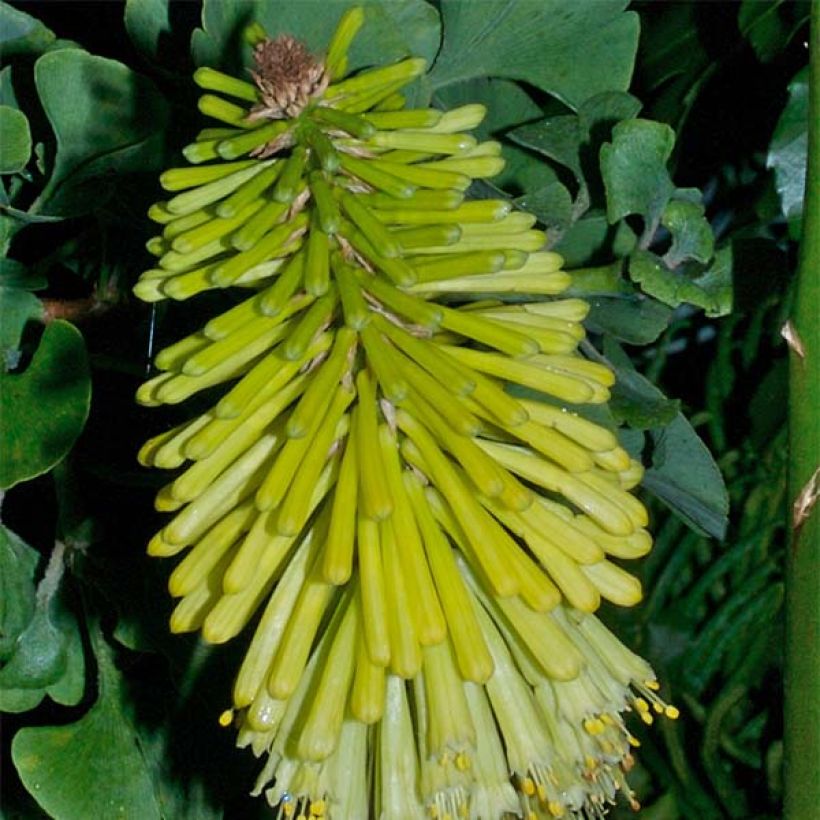 Kniphofia Percy s Pride - Tritoma jaune vert (Floraison)