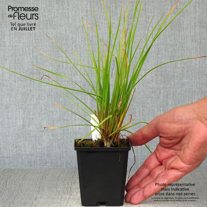 Spécimen de Kniphofia Red Rocket - Tison de satan Red Rocket Godet de 8/9 cm tel que livré en été