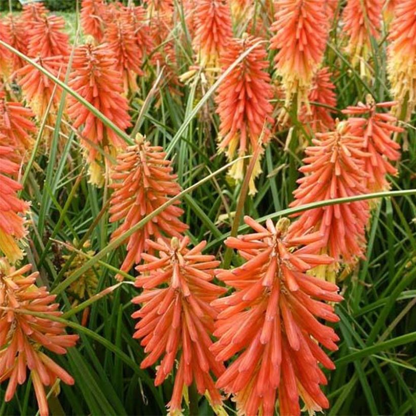 Kniphofia Redhot Popsicle - Tritoma (Floraison)