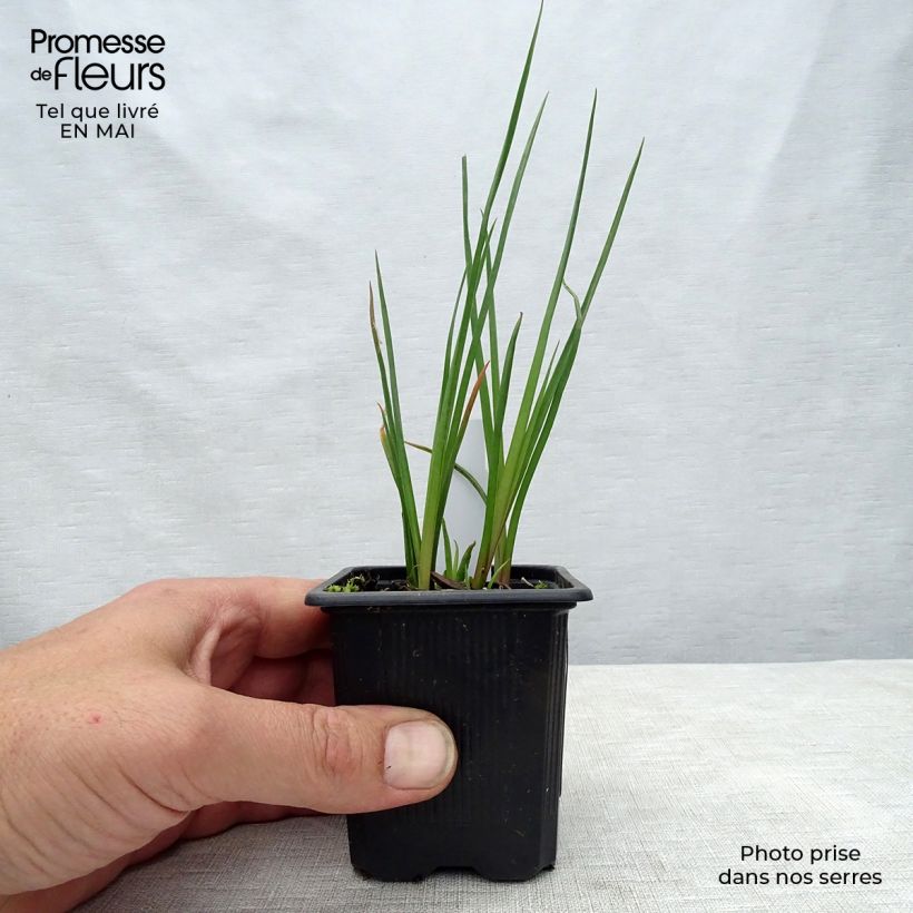 Spécimen de Kniphofia Redhot Popsicle - Tritoma Godet de 9cm tel que livré au printemps