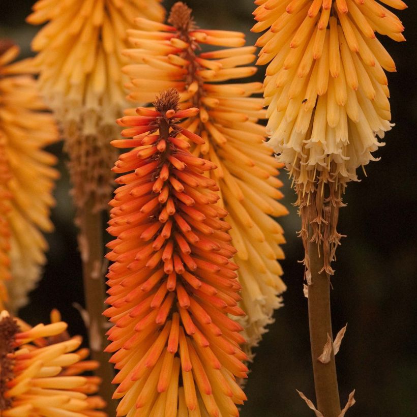 Kniphofia Tawny King - Tritoma  (Floraison)