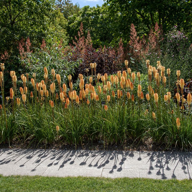 Kniphofia Tawny King - Tritoma  (Port)