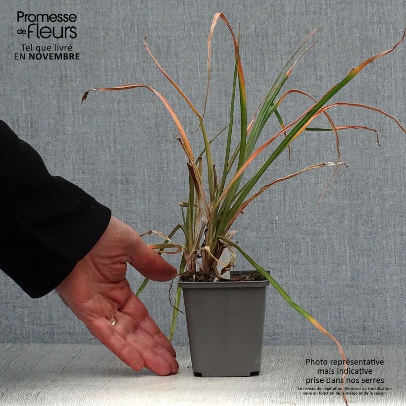 Spécimen de Kniphofia Tawny King - Tritoma  tel que livré en automne