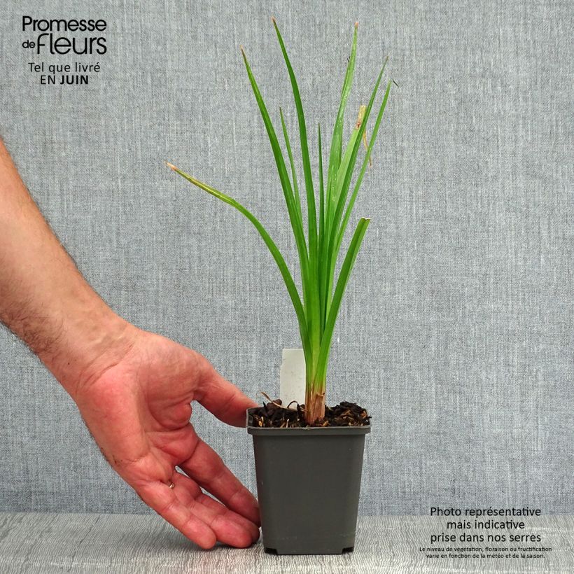 Spécimen de Kniphofia Tawny King - Tritoma  Godet de 8/9 cm tel que livré en été