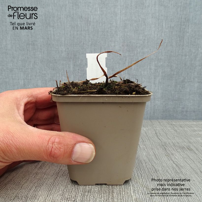 Spécimen de Kniphofia Tawny King - Tritoma en godet de 9 cm tel que livré au printemps