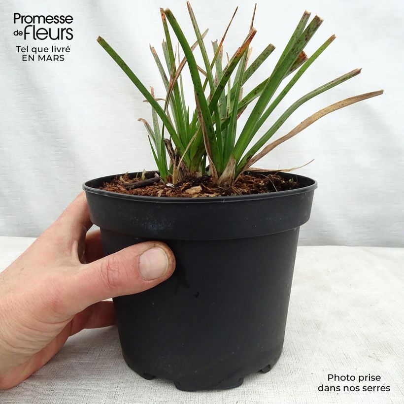 Spécimen de Kniphofia Tawny King - Tritoma  tel que livré en printemps