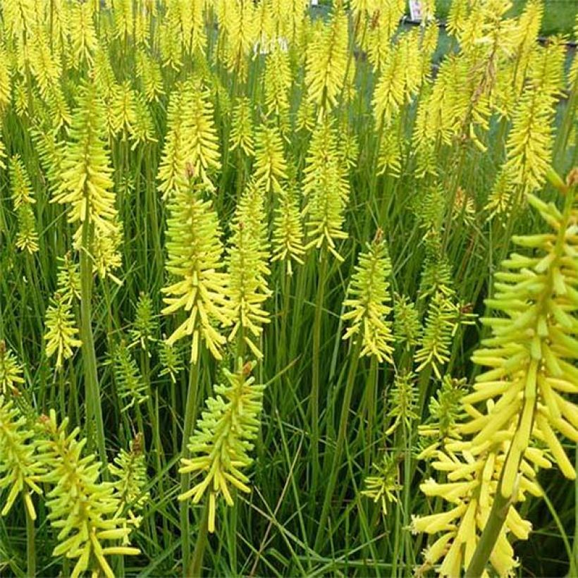 Kniphofia Vanilla - Tritoma (Floraison)