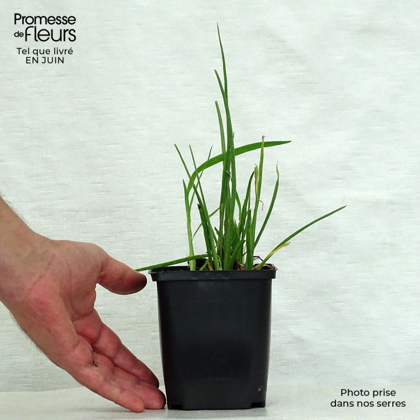 Spécimen de Kniphofia Vanilla - Tritoma Godet de 8/9 cm tel que livré en été