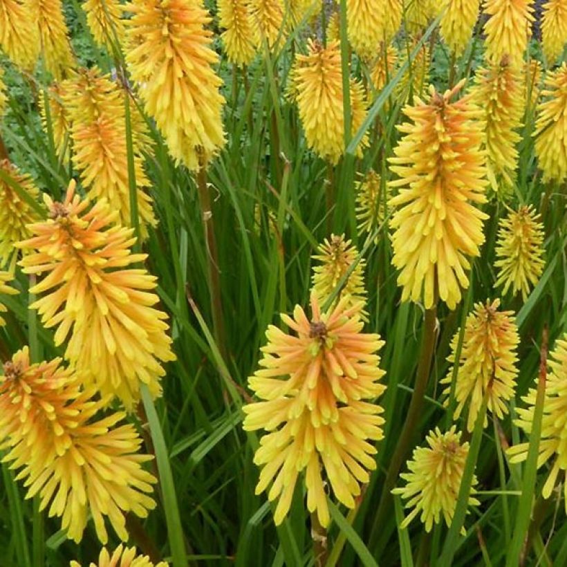 Kniphofia Wrexham Buttercup - Tritoma Wrexham Buttercup (Floraison)