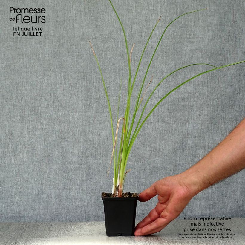 Spécimen de Kniphofia Wrexham Buttercup - Tritoma Wrexham Buttercup Godet de 8/9 cm tel que livré en été