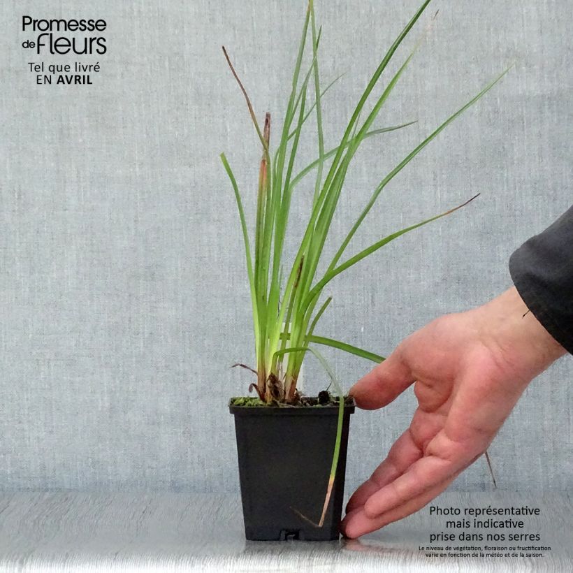 Spécimen de Kniphofia Wrexham Buttercup - Tritoma Wrexham Buttercup Godet de 9cm tel que livré au printemps