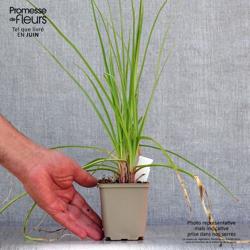 Spécimen de Kniphofia citrina - Tritoma Godet de 8/9 cm tel que livré en été