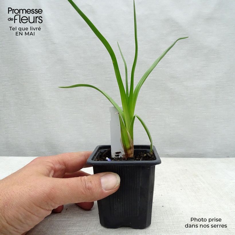 Spécimen de Kniphofia rooperi - Tritoma jaune-orangé doux Godet de 8 cm tel que livré au printemps