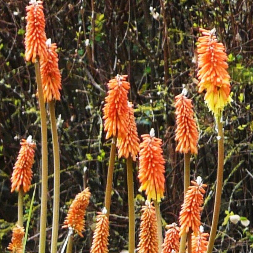 Kniphofia uvaria -Tritoma (Floraison)