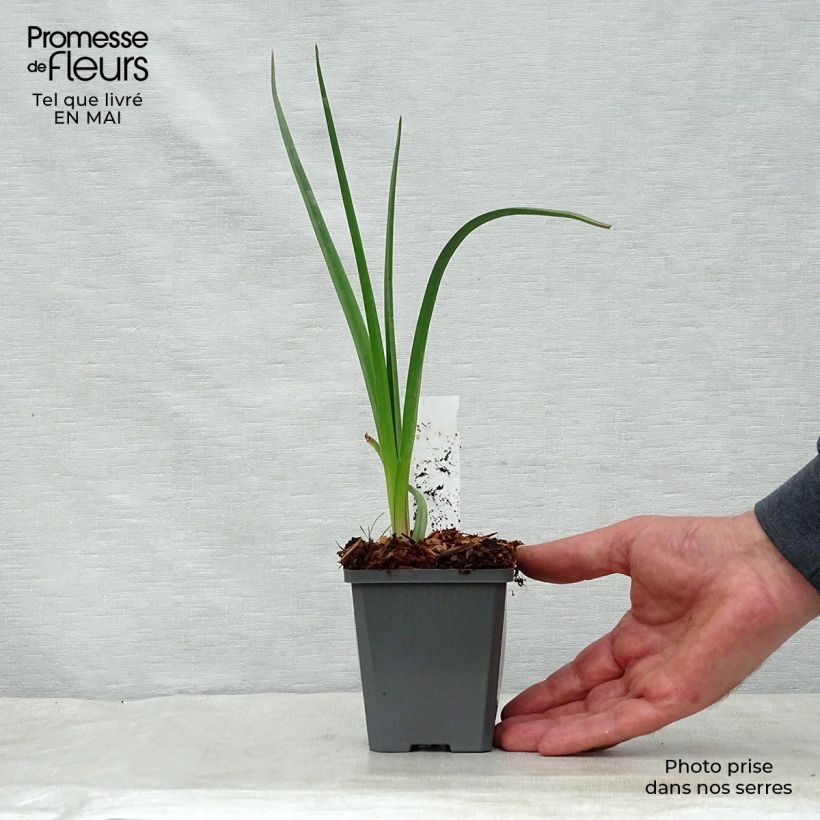 Spécimen de Kniphofia uvaria -Tritoma Godet de 9cm tel que livré au printemps