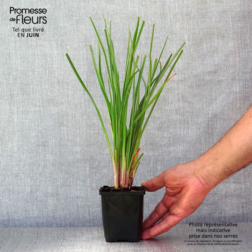 Spécimen de Kniphofia uvaria -Tritoma Godet de 8/9 cm tel que livré en été