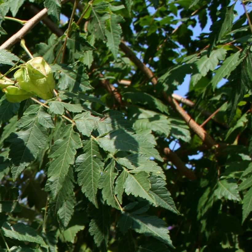 Koelreuteria paniculata - Savonnier de Chine (Feuillage)